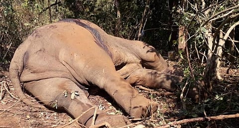 The bullet ridden body of the elephant. Photo: Ashis Senapati
