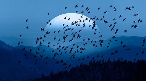 Birds use massive magnetic maps to migrate — and some could cover the whole world
