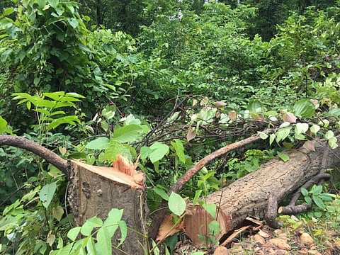 State of India’s environment: Environmental crime cases piling up, disposal slow