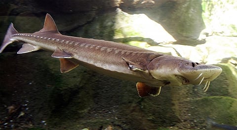 The sturgeon has vanished from the United Kingdom waters. Photo: Wikipedia
