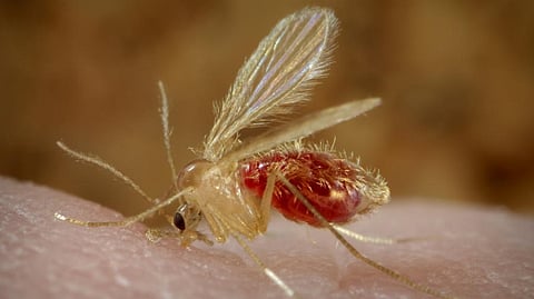Kala-azar or Visceral Leishmaniasis is caused by the bite of the female sand fly. Photo: Wikipedia