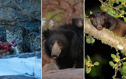 Carnivores are among the most charismatic yet threatened species. Left to right– Snow leopard (by Prasenjeet Yadav), sloth bear (by Kalyan Varma) and brown palm civet (by Kalyan Varma)