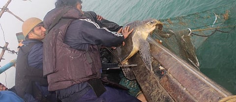 Coast Guard personnel with an Oilve Ridley turtle seized from a trawler at Gahiramatha Marine Sanctuary in Odisha. Photo: Ashis Senapati