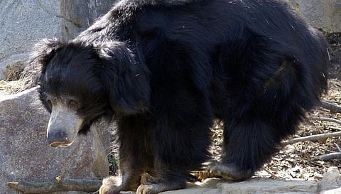 A male sloth bear. Photo: Wikipedia