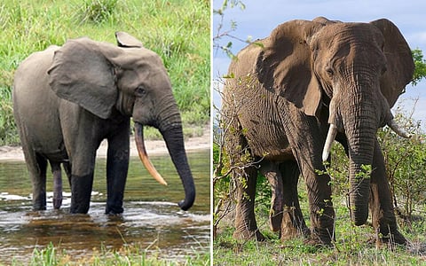 The African Forest Elephant (Left) and the African Savanna Elephant (Right). Photo: Wikimedia Commons