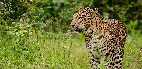 Photo: Wikipedia