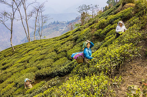 Why Bengal tea workers feel let down by political parties