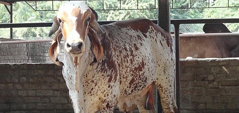A Gir bull, one of India's indigenous breeds famous for its milk in Bhavnagar, Gujarat. Photo: Wikipedia