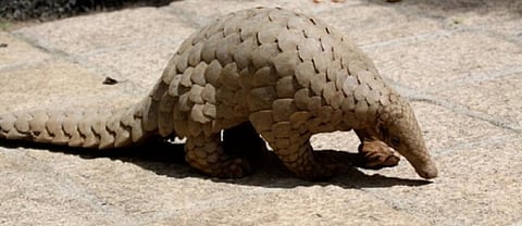 An Indian Pangolin. Photo: Wikipedia Commons