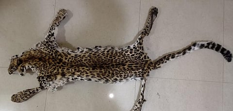 The leopard skin seized by authorities in Odisha. Photo: Odisha Police