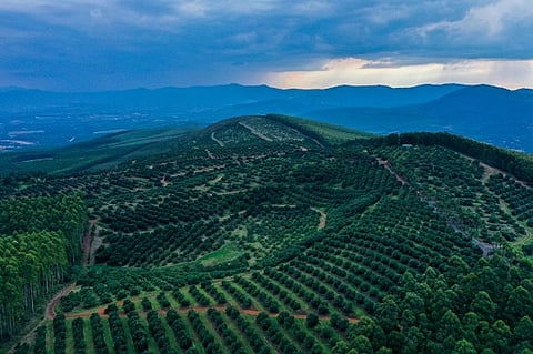 Sub-Saharan Africa’s food security has turned out better than feared. But risks remain