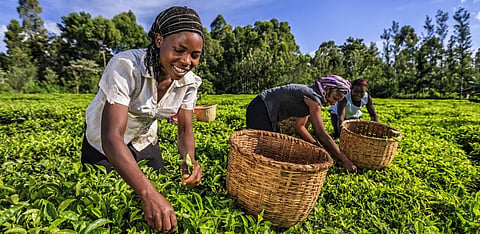Workers pluck tea leaves on a plantation in Kenya. Photo: istock