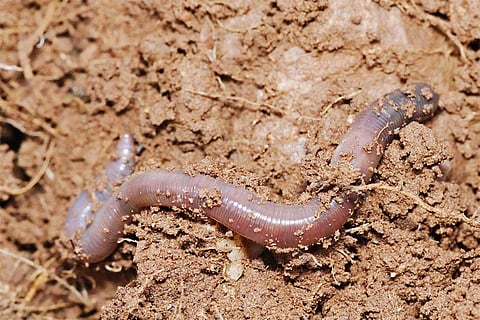 Photo : Wikimedia Commons, Earthworm