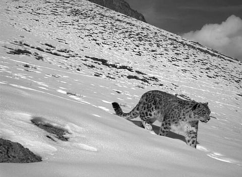 Photo: Rishi Kumar Sharma / WWF