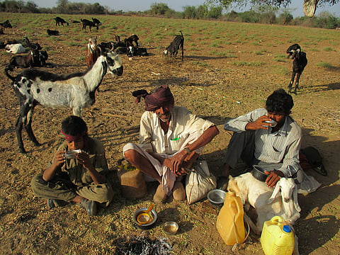 Gujarat's pastoral communities struggling for awareness, infrastructure to combat second COVID-19 wave