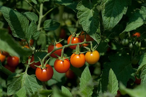 Photo : Wikimedia Commons