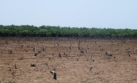 A denuded mangrove forest near Bhitarkanika National Park. Photo: Ashis Senapati