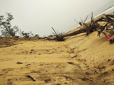 Cyclone Yaas fells hundreds of trees in Bhitarkanika, hit on fauna being assessed