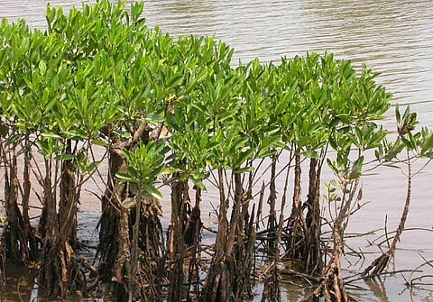 Mangrove plants. Photo: Wikimedia