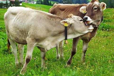 Photo : Wikimedia Commons