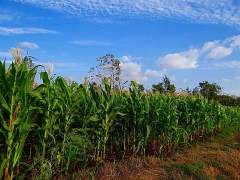 At least 40% global crops lost to pests every year: FAO