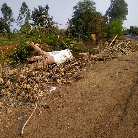Over 57k hectares of forest land diverted in Odisha, says new report