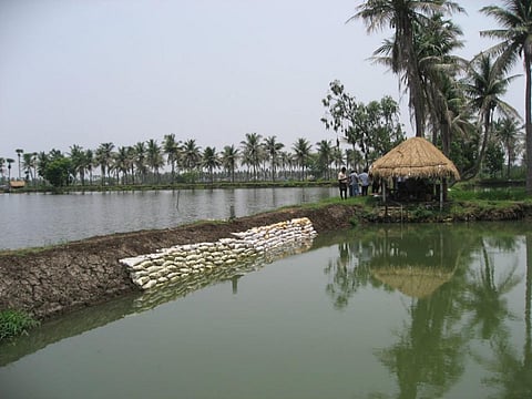 Why unbridled aquaculture in East Godavari district needs to be monitored