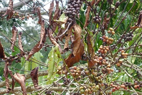 Researchers re-animate 70-year-old coffee killer fungus in Africa: Study