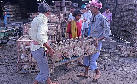 Poultry being sold at Ghazipur Mandi in East Delhi. Photo: Vikas Choudhary / CSE