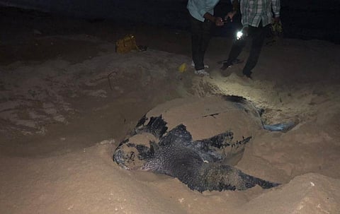 A female leatherback turtle laying eggs at the Great Nicobar island. Photo: Ashis Senapati