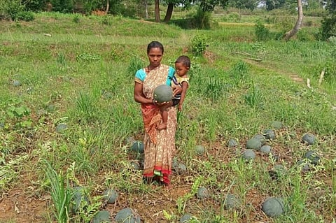 There are few takers for watermelons and fruits are rotting in the field, several farmers complained. Photo: Jharkhand Janadhikar Mahasabha