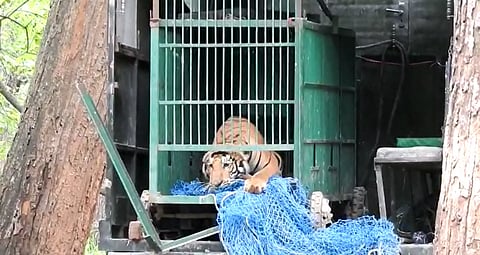 Royal Bengal tiger that stoked panic in Bihar villages caught