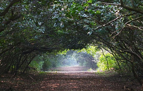 Barrier to cyclone storms: Odisha plans to plant mangroves along its coast