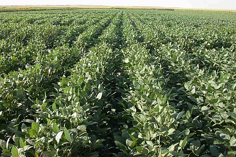 Soybean Field