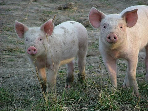 Every Mizoram district feared swept by African swine fever