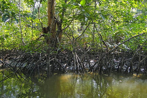 Photo : Wikimedia Commons