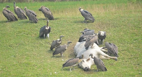 Vultures play an important role as natural scavengers. Photo: Mohd Imran Khan