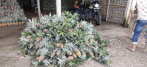 No buyers, shut units: How COVID-19 hit farmers in Bengal’s pineapple hub