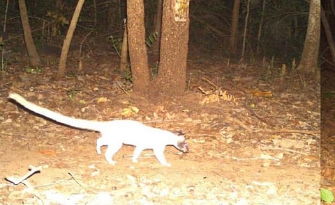 Albino palm civet sighted in Odisha after 129 years in Satkosia Tiger Reserve