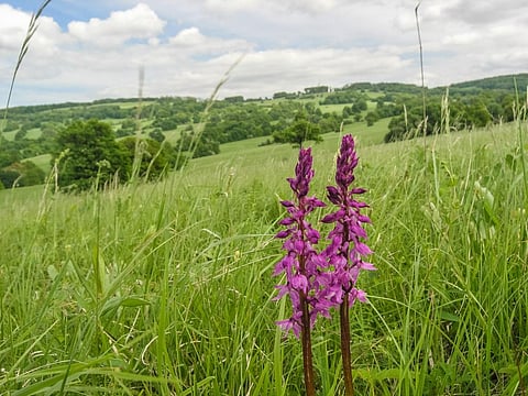Post-2020 Global Biodiversity Framework: ‘Implementation needs more resources’