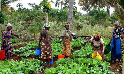 Tracing the history of farming across Africa gives clues to low production outputs