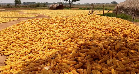 COVID-19 restrictions: No cheer for Odisha’s maize farmers despite bumper harvest