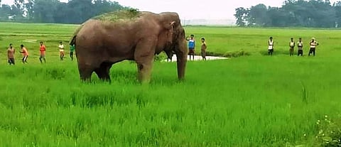 Human-wildlife conflict among greatest threats to animal species: WWF and UNEP report
