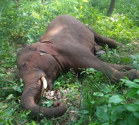 Elephant electrocuted in Odisha: Third death in 34 days