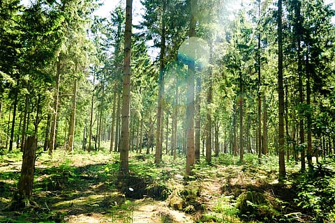 Photo : Wikimedia Commons