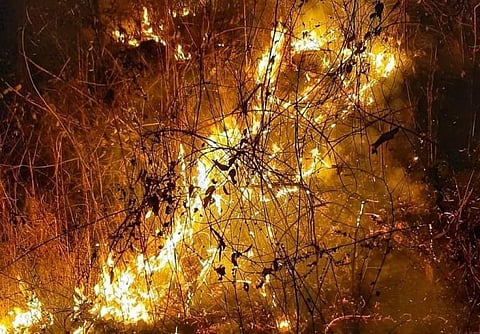 Odisha recorded the most forest fires in India last season