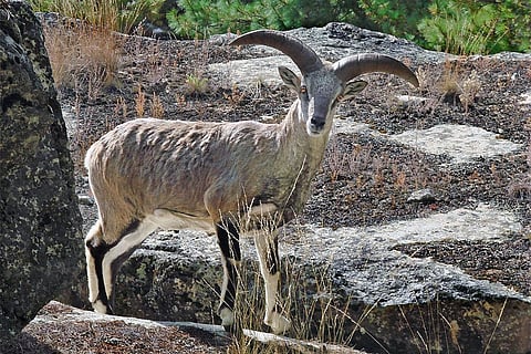 फोटो : विकिमीडिया कॉमन्स, नीली भेड़ या भड़ल