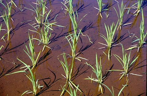 Indian agriculture: The route post-CoP 26