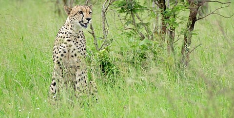 A cheetah in South Africa's Kruger National Park. Photo: Wikimedia Commons