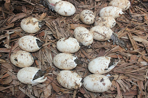 Around 2,500 crocodiles born in Odisha’s Bhitarkanika National Park